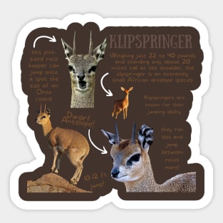 Animal Facts - Klipspringer Sticker